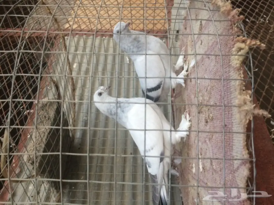 طبات ثلجي خطين امهات خوارج مزاد (image 1)