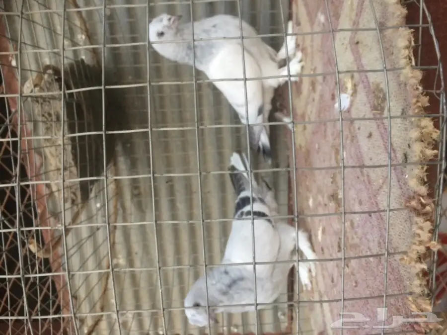 طبات ثلجي خطين امهات خوارج مزاد (image 2)