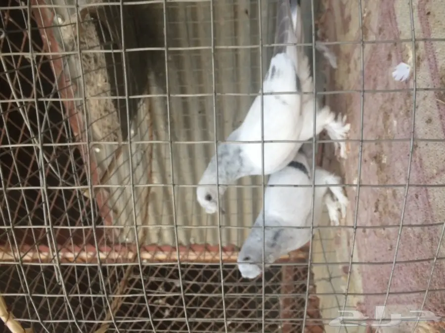 طبات ثلجي خطين امهات خوارج مزاد (image 3)