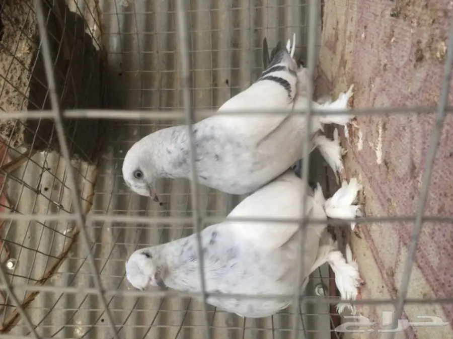 طبات ثلجي خطين امهات خوارج مزاد (image 4)