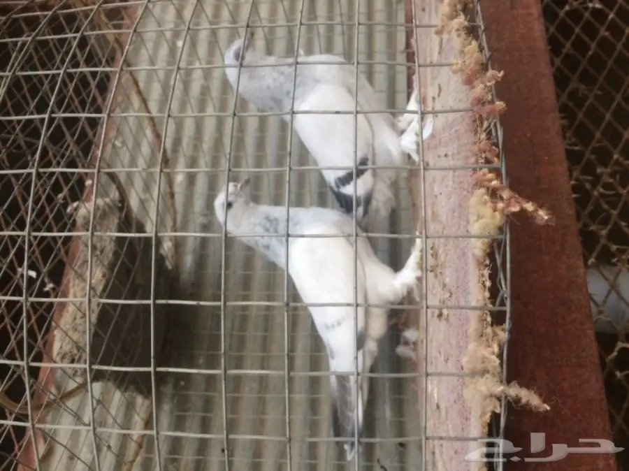 طبات ثلجي خطين امهات خوارج مزاد (image 5)