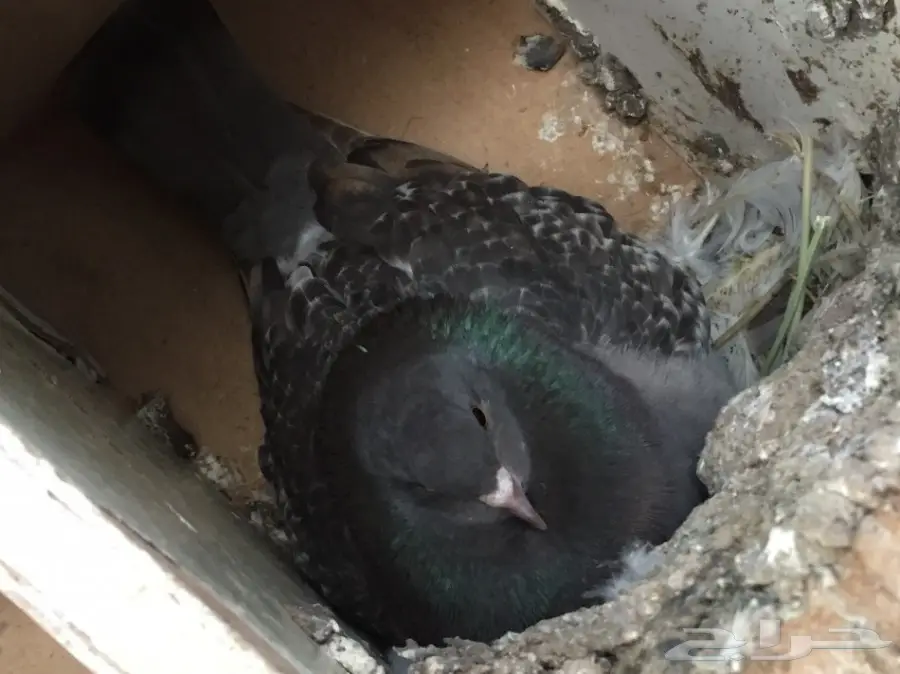 شيرازي - كنق 