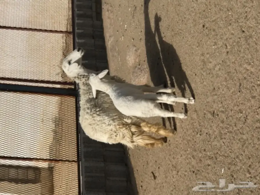 غنم رخل بولدها