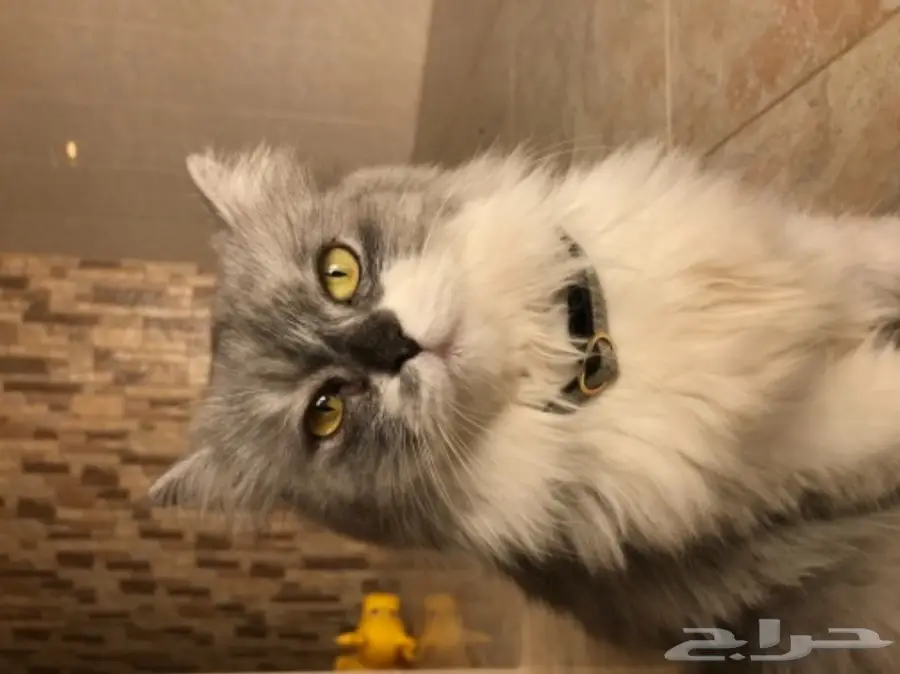 قطة شيرازية للبيع