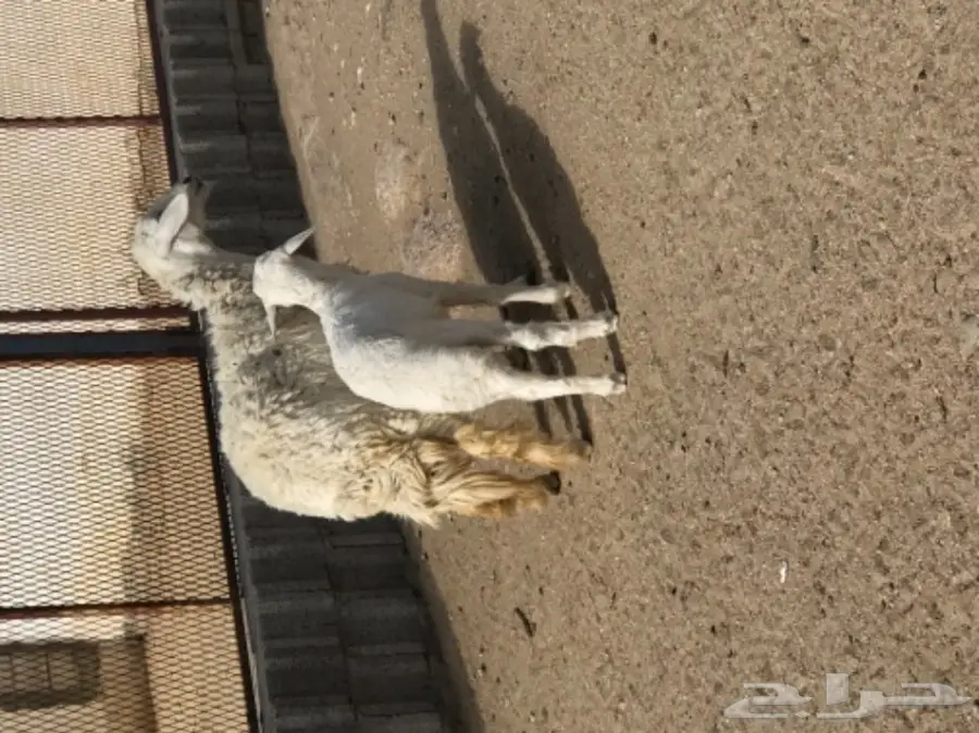 غنم رخل بولدها (image 1)