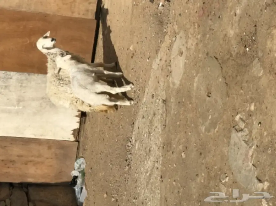 غنم رخل بولدها (image 2)