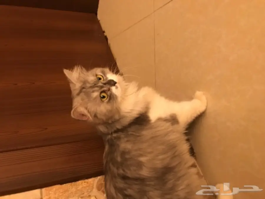 قطة شيرازية للبيع (image 1)