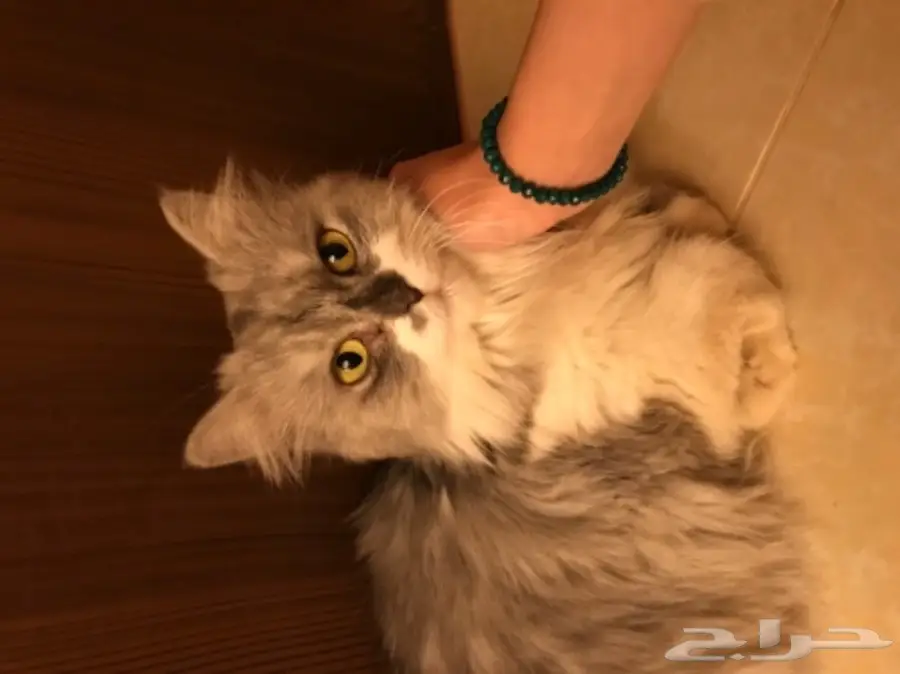 قطة شيرازية للبيع (image 2)