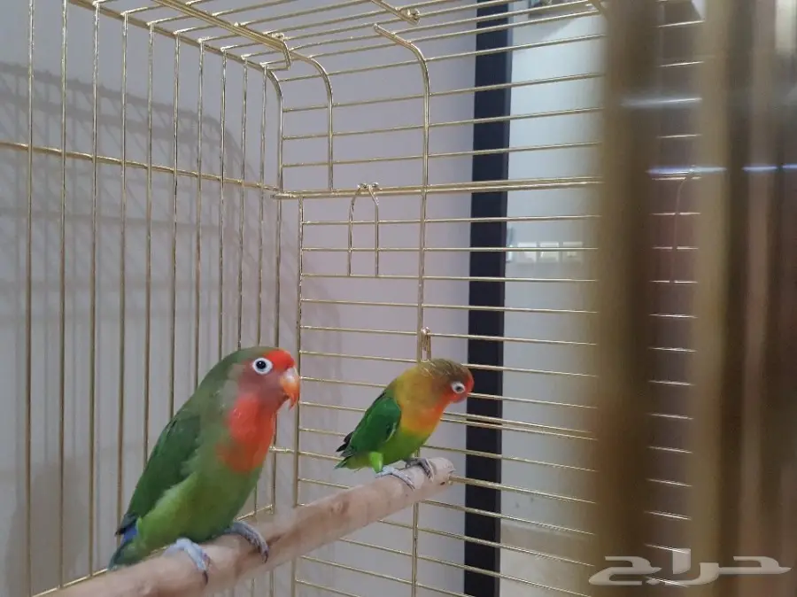 جوز ببغاء فشار مع القفص (image 1)