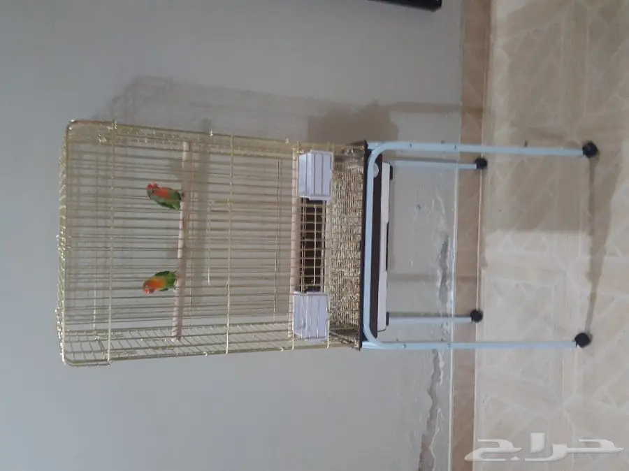 جوز ببغاء فشار مع القفص (image 3)