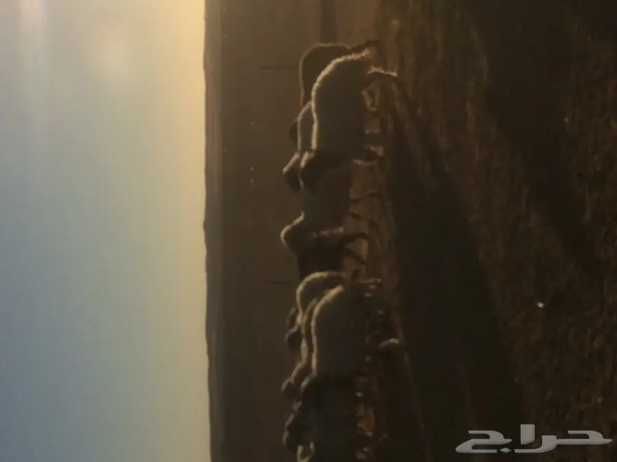 غنم ومعز للبيع 