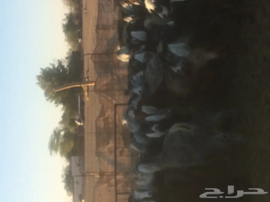 غنم ومعز للبيع  (image 1)