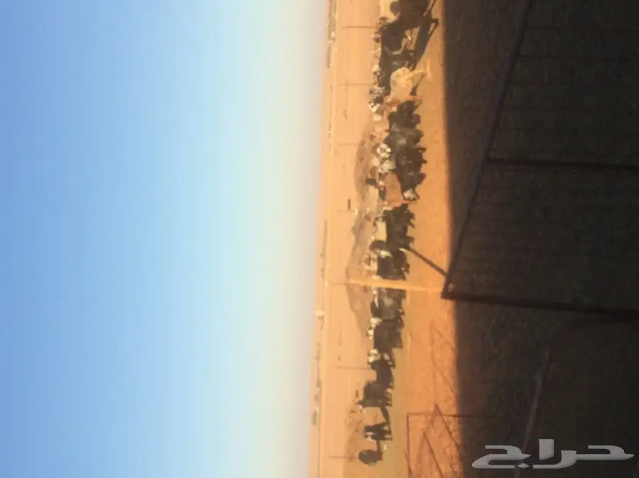 غنم ومعز للبيع  (image 2)