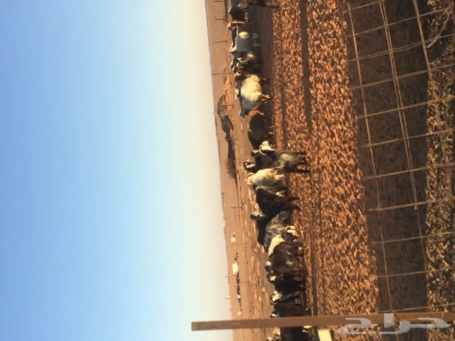 غنم ومعز للبيع  (image 3)