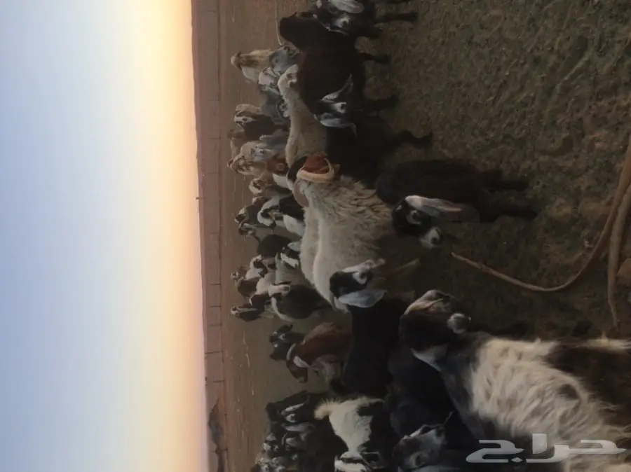 غنم ومعز للبيع  (image 4)