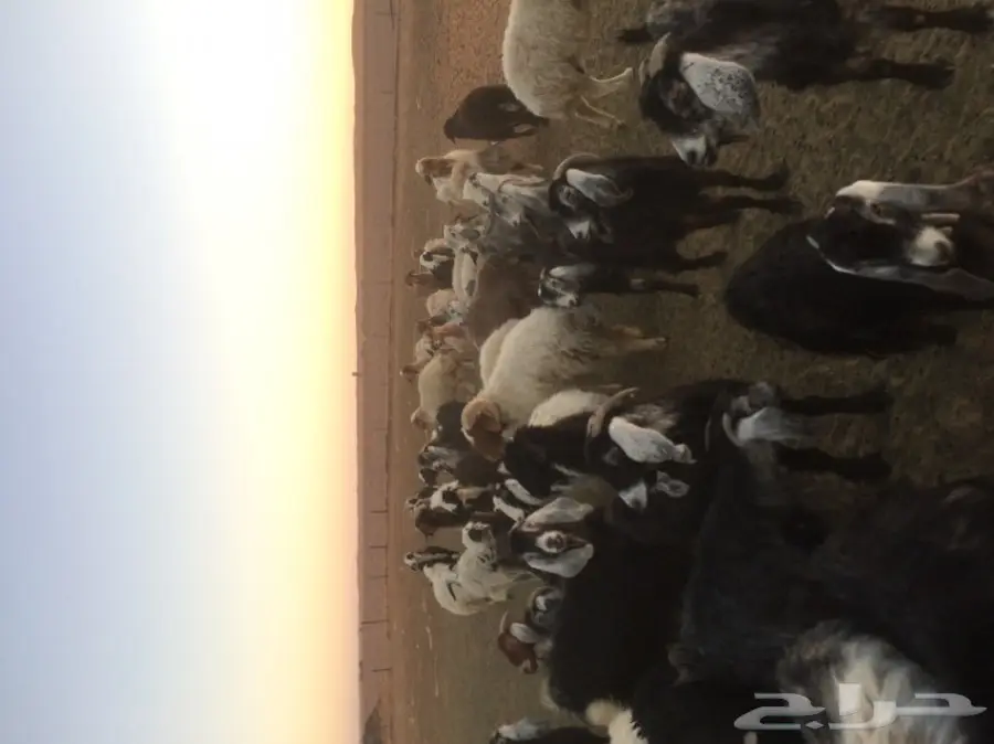 غنم ومعز للبيع  (image 5)