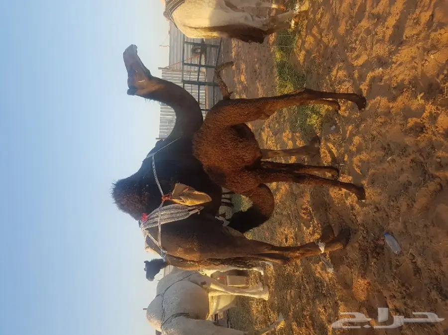 مزاد على خلفه مجهم 