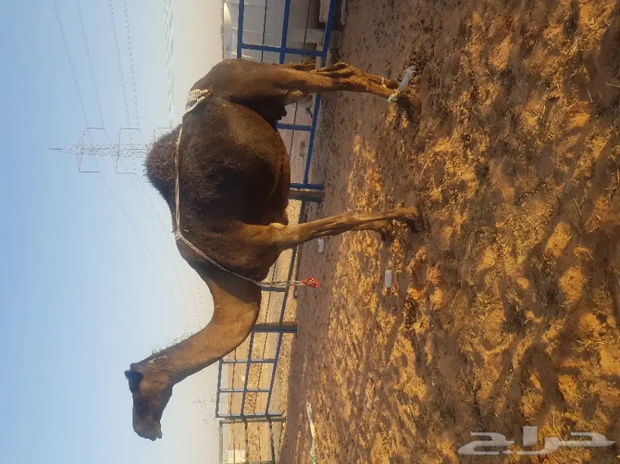 مزاد على خلفه مجهم  (image 1)