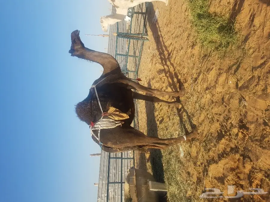 مزاد على خلفه مجهم  (image 2)