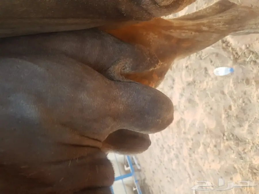 مزاد على خلفه مجهم  (image 3)