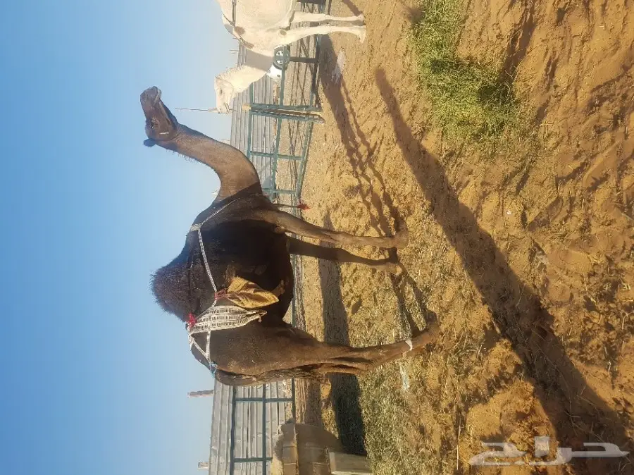 مزاد على خلفه مجهم  (image 4)