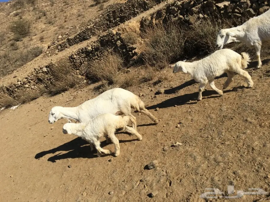 غنم حريه  (image 2)