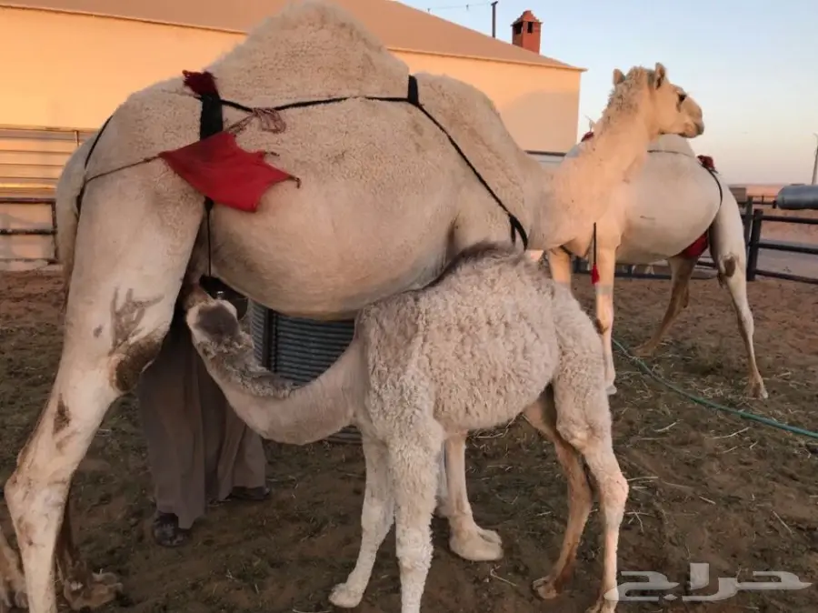 خلفه وضحاء بكر ثنيه  هديه