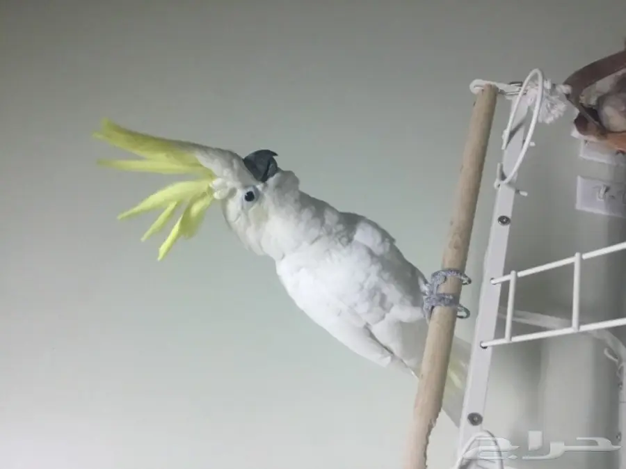 للبيع ببغاء كوكاتو