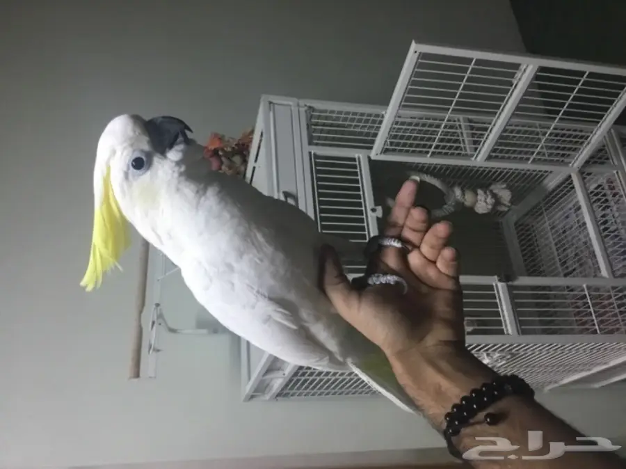 للبيع ببغاء كوكاتو (image 1)