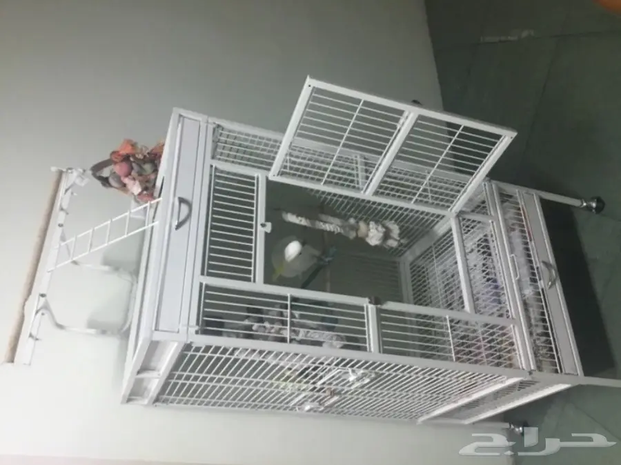 للبيع ببغاء كوكاتو (image 2)