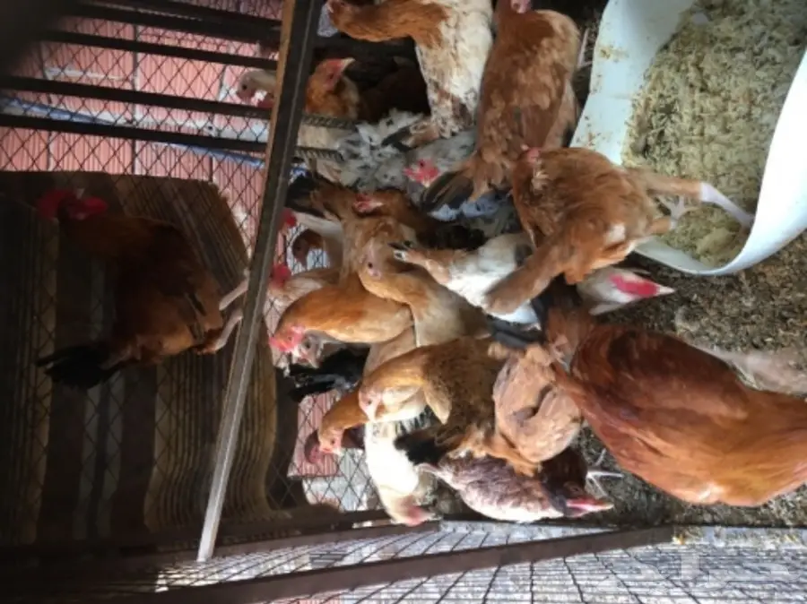 دجاج بلدي  (image 1)