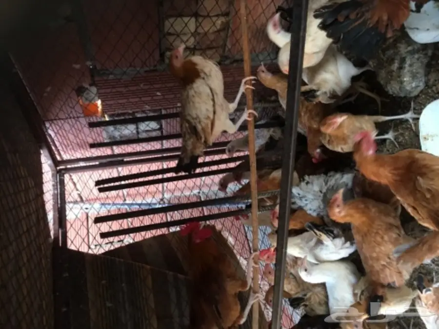 دجاج بلدي  (image 2)