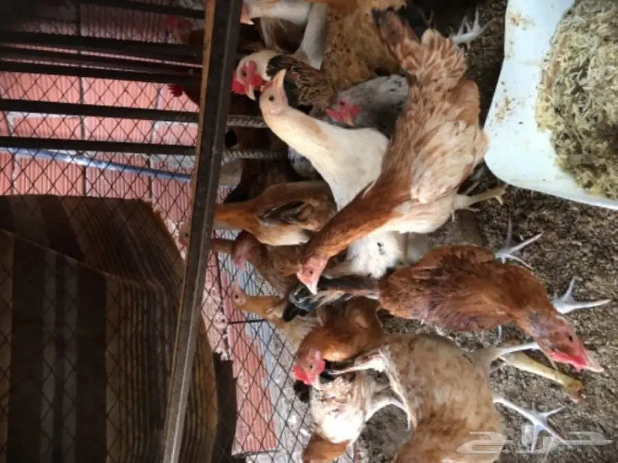 دجاج بلدي  (image 3)