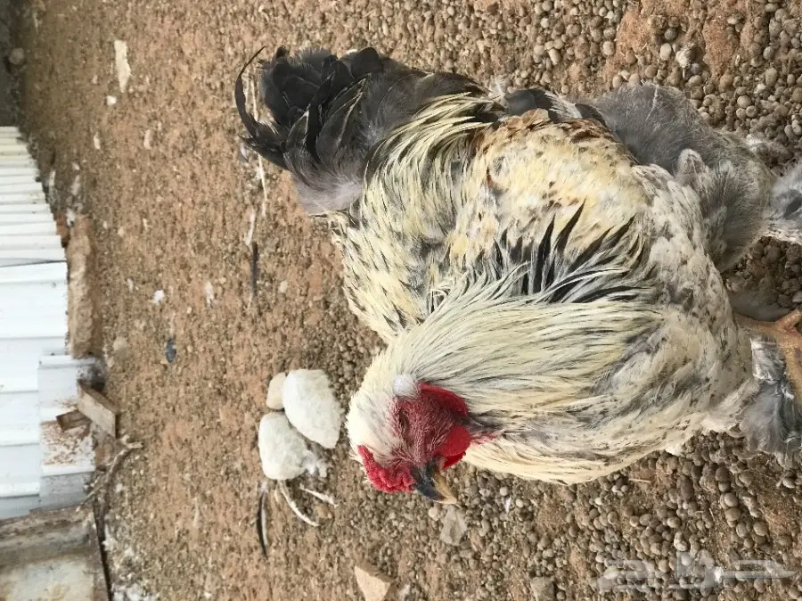 ديك براهما اصل 