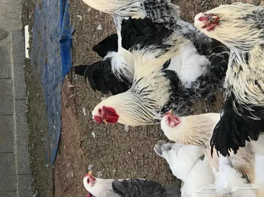 ديك براهما اصل  (image 3)