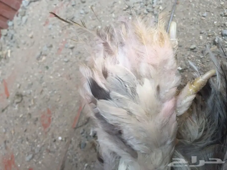 ديك كوشن (صيني) (image 6)