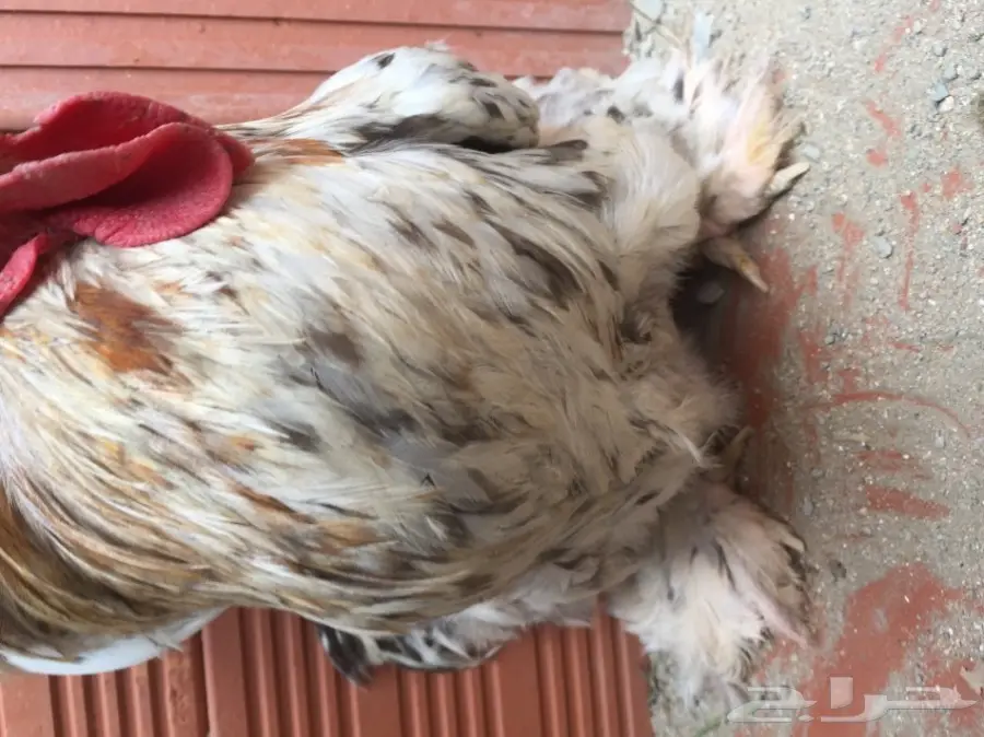 ديك كوشن (صيني) (image 8)