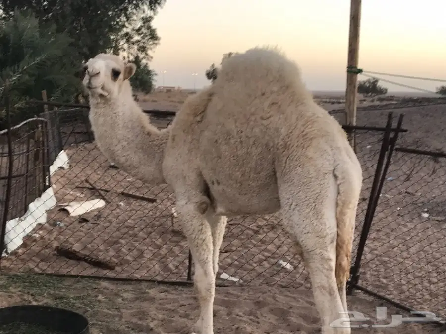 بكرتين وقعود 