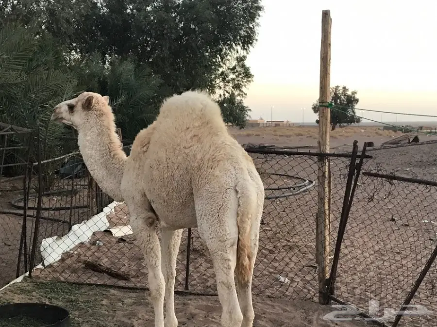 بكرتين وقعود  (image 1)