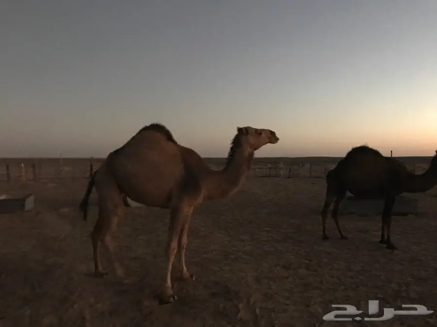 بكرتين وقعود  (image 2)