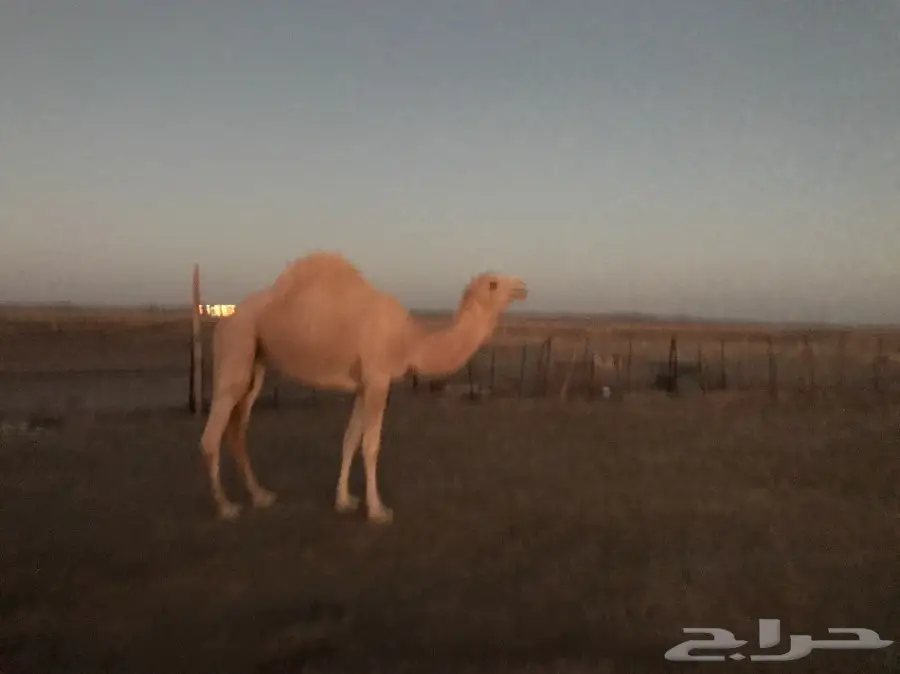 بكرتين وقعود  (image 3)