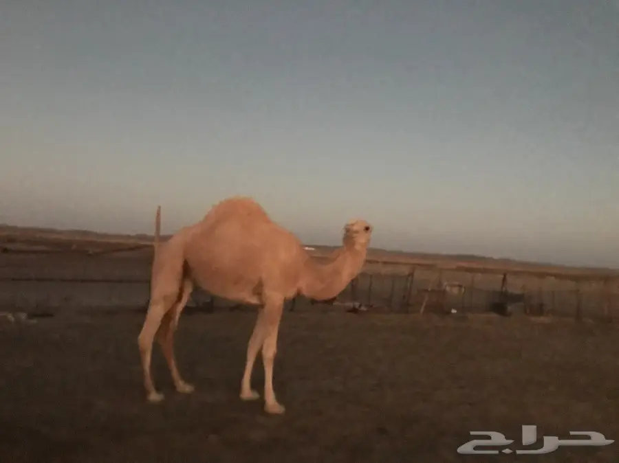 بكرتين وقعود  (image 4)