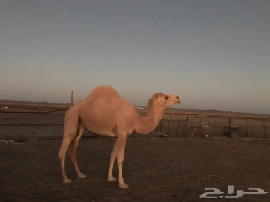 بكرتين وقعود  (image 5)