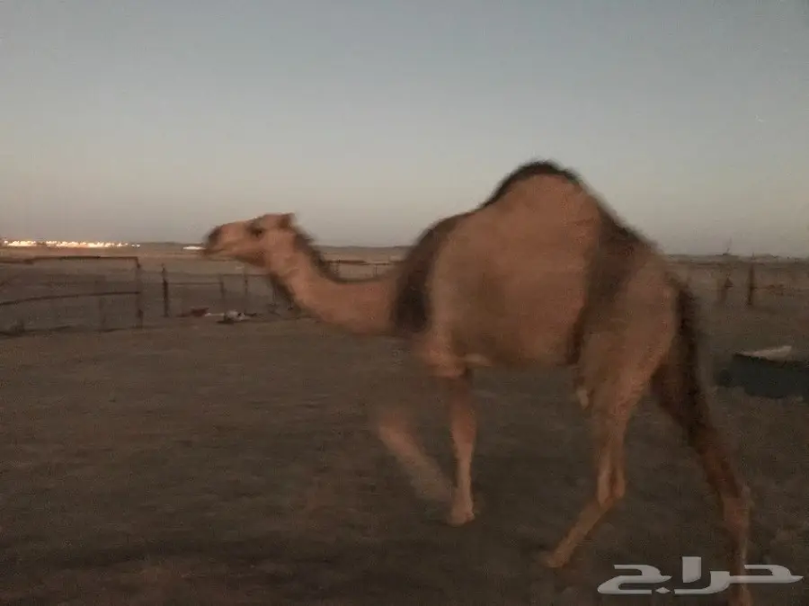 بكرتين وقعود  (image 6)