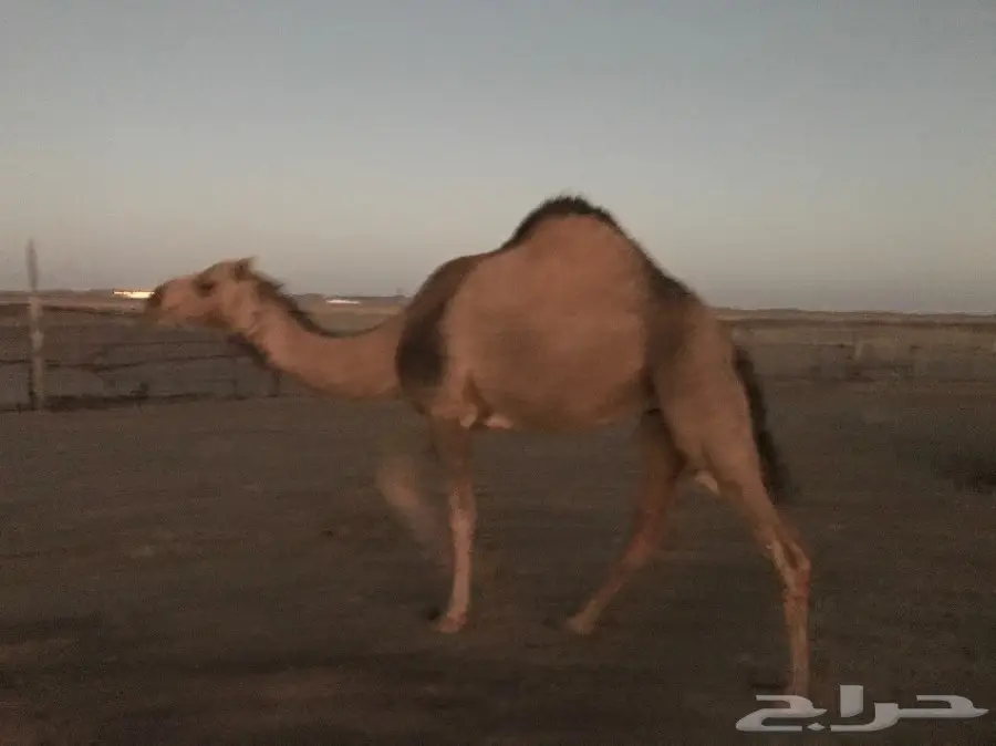 بكرتين وقعود  (image 7)