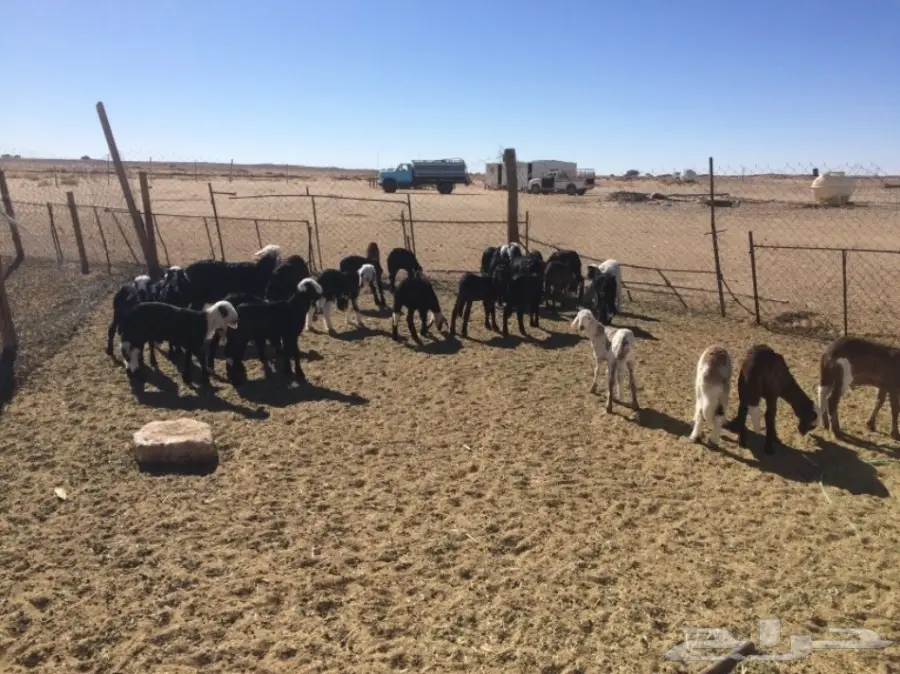 غنم للبيع (image 1)