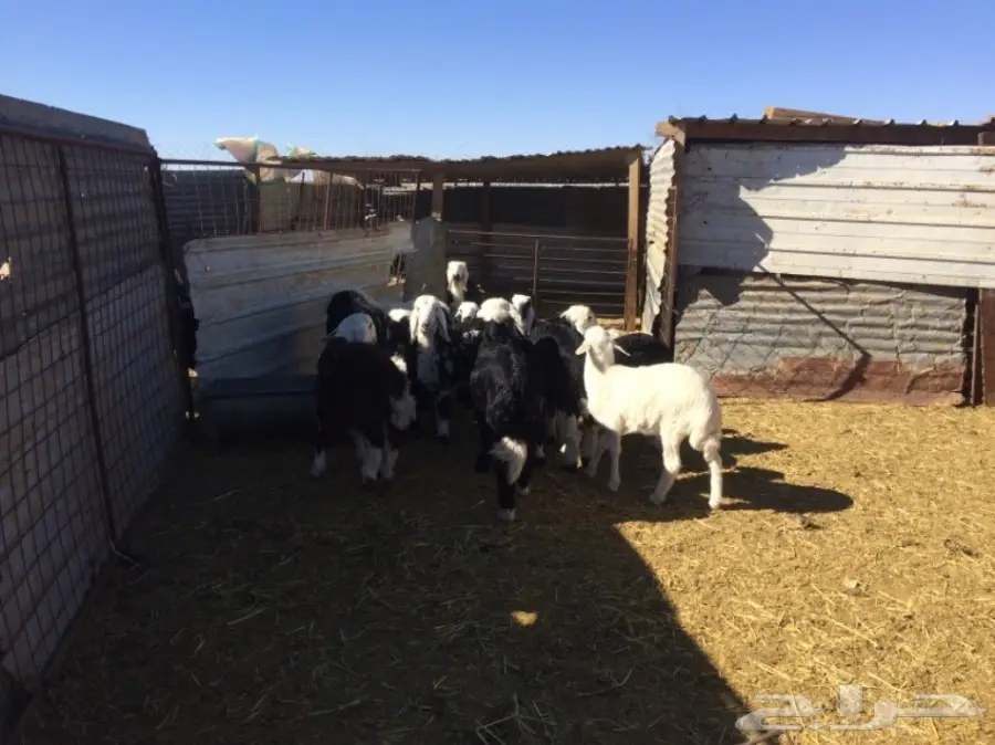 غنم للبيع (image 2)
