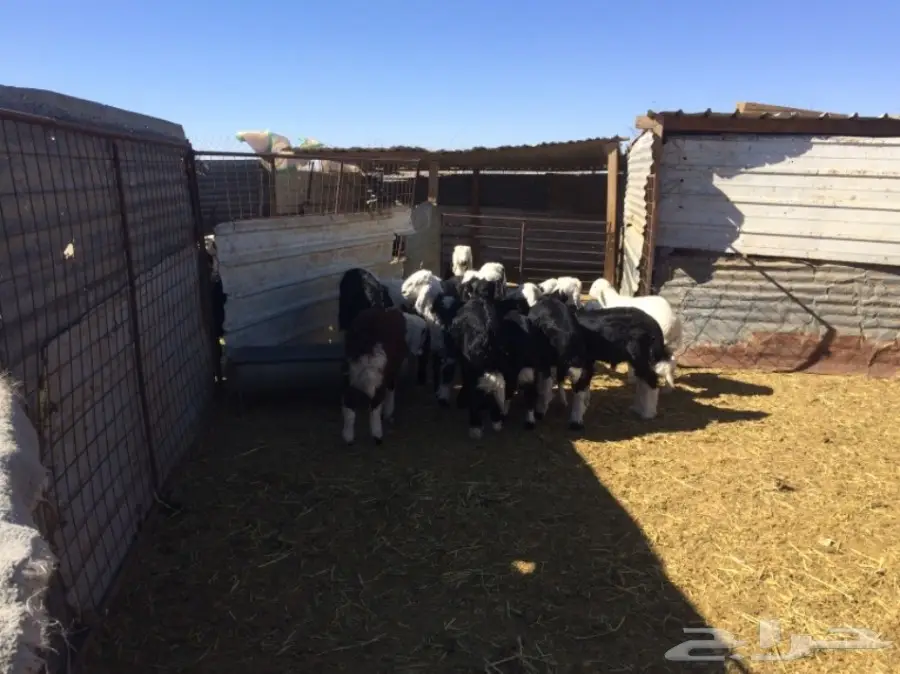 غنم للبيع (image 3)