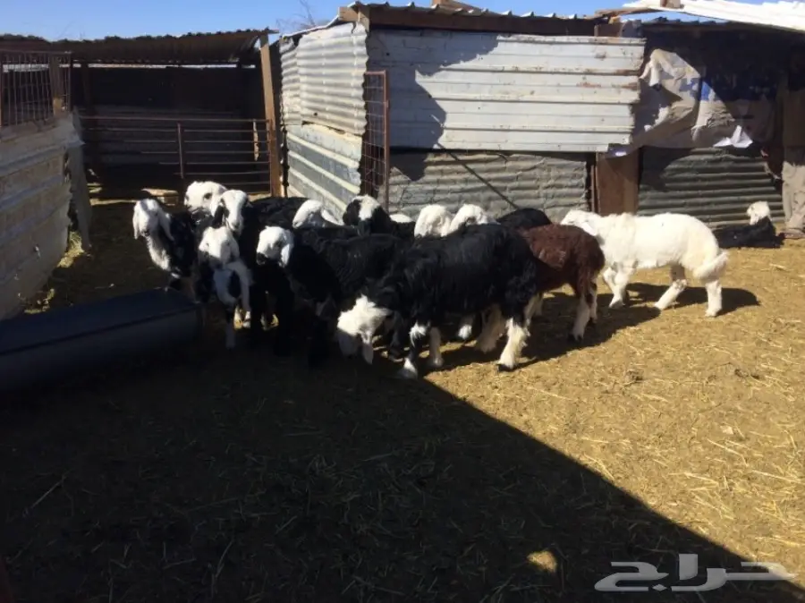 غنم للبيع (image 5)