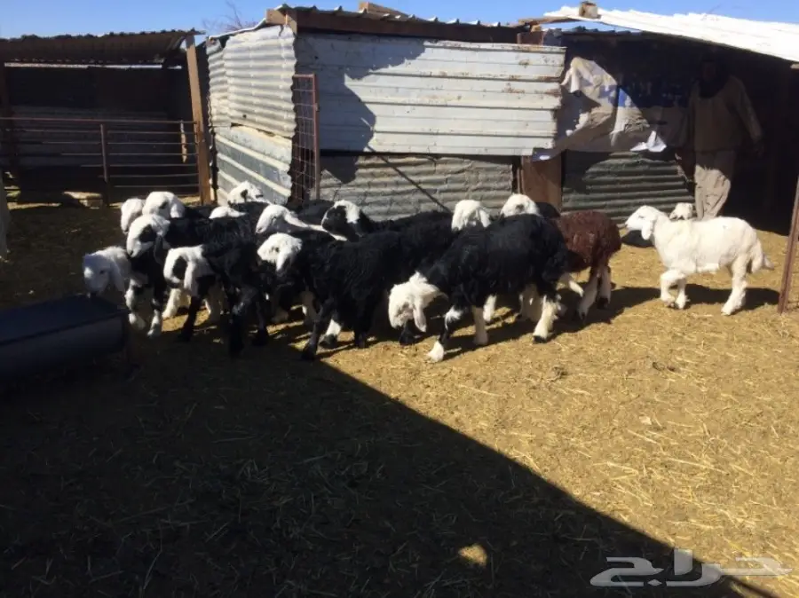 غنم للبيع (image 6)